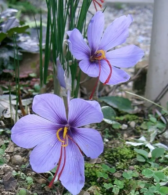 Crocus sativus2 — winter Greece